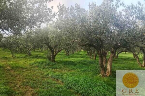 Land 118 Crete - Image 2
