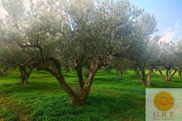 Land 118 Crete - Image 3