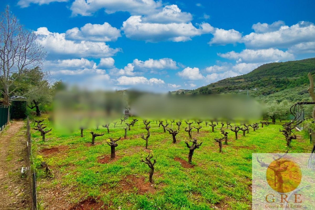 Villa 37 Peloponnese - Image 3